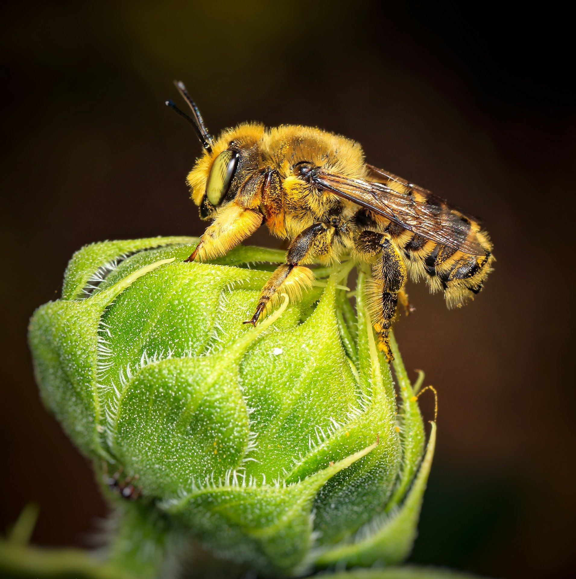 A bee is sitting on top of a green flower bud