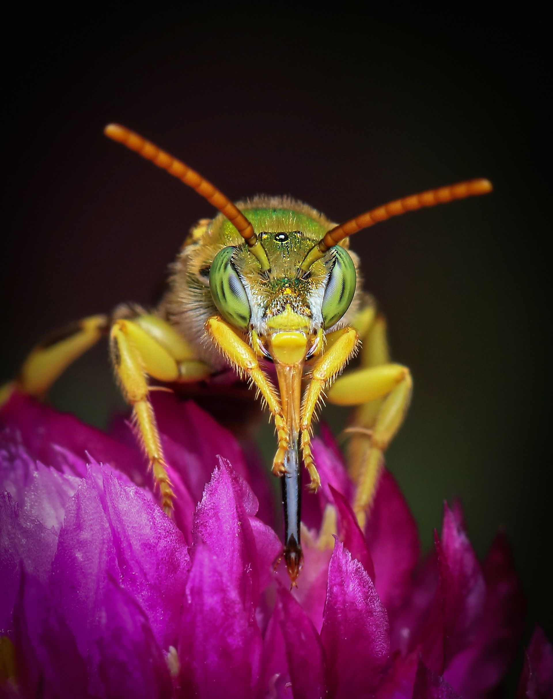 A close up of a bee on a purple flower