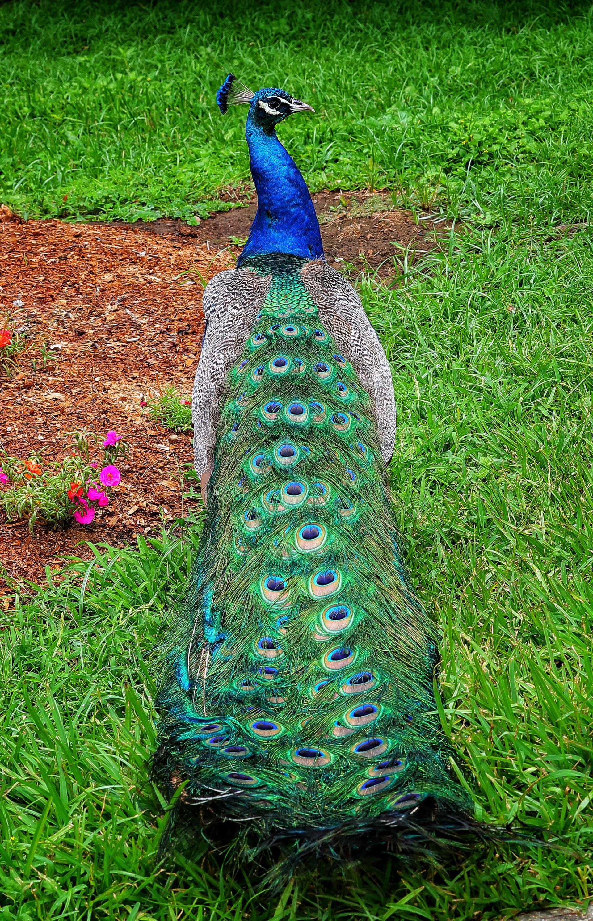 A peacock is standing in the grass with its tail spread.