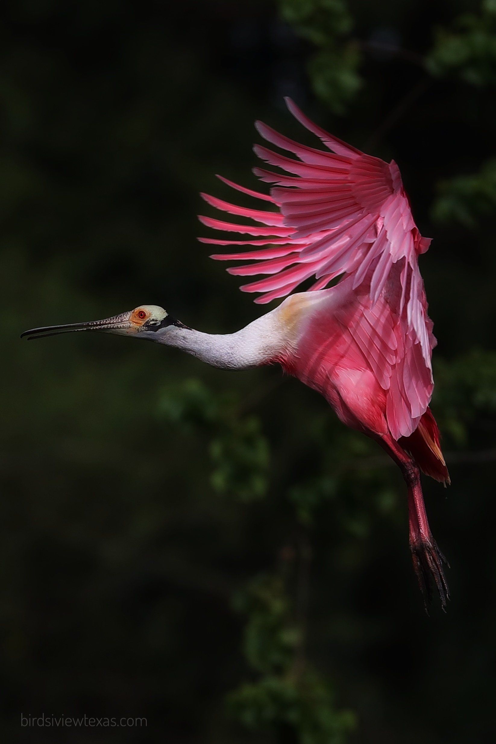 A pink and white bird is flying in the air with its wings spread.