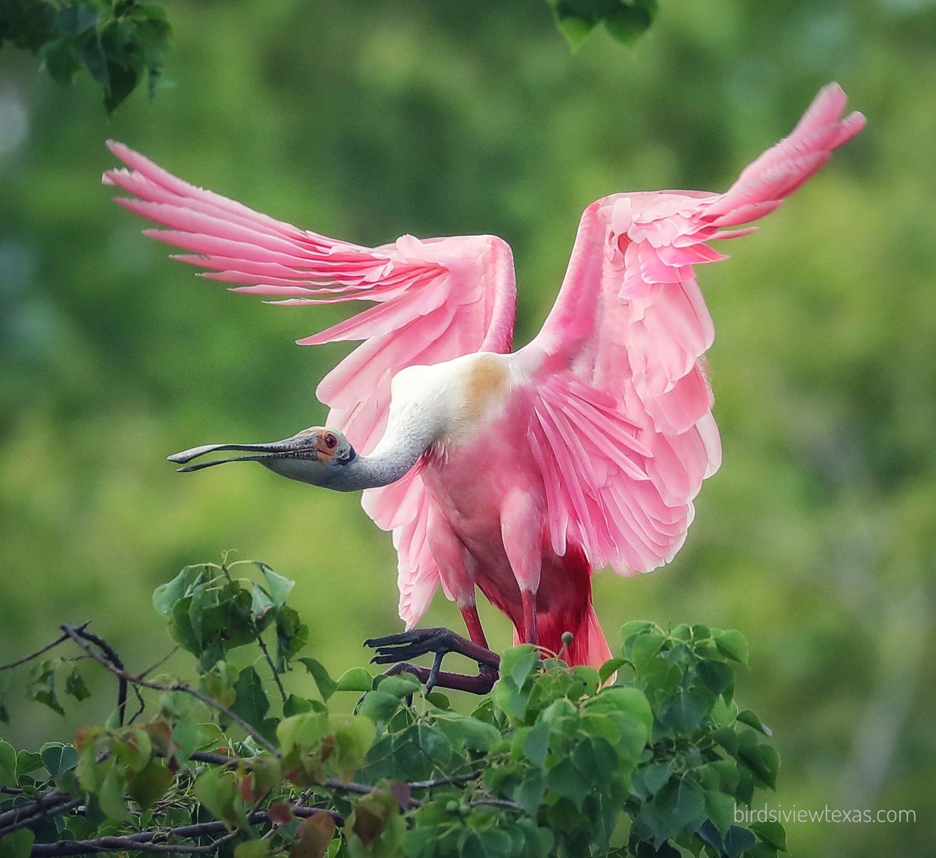 A pink bird with a long beak is sitting on a tree branch.