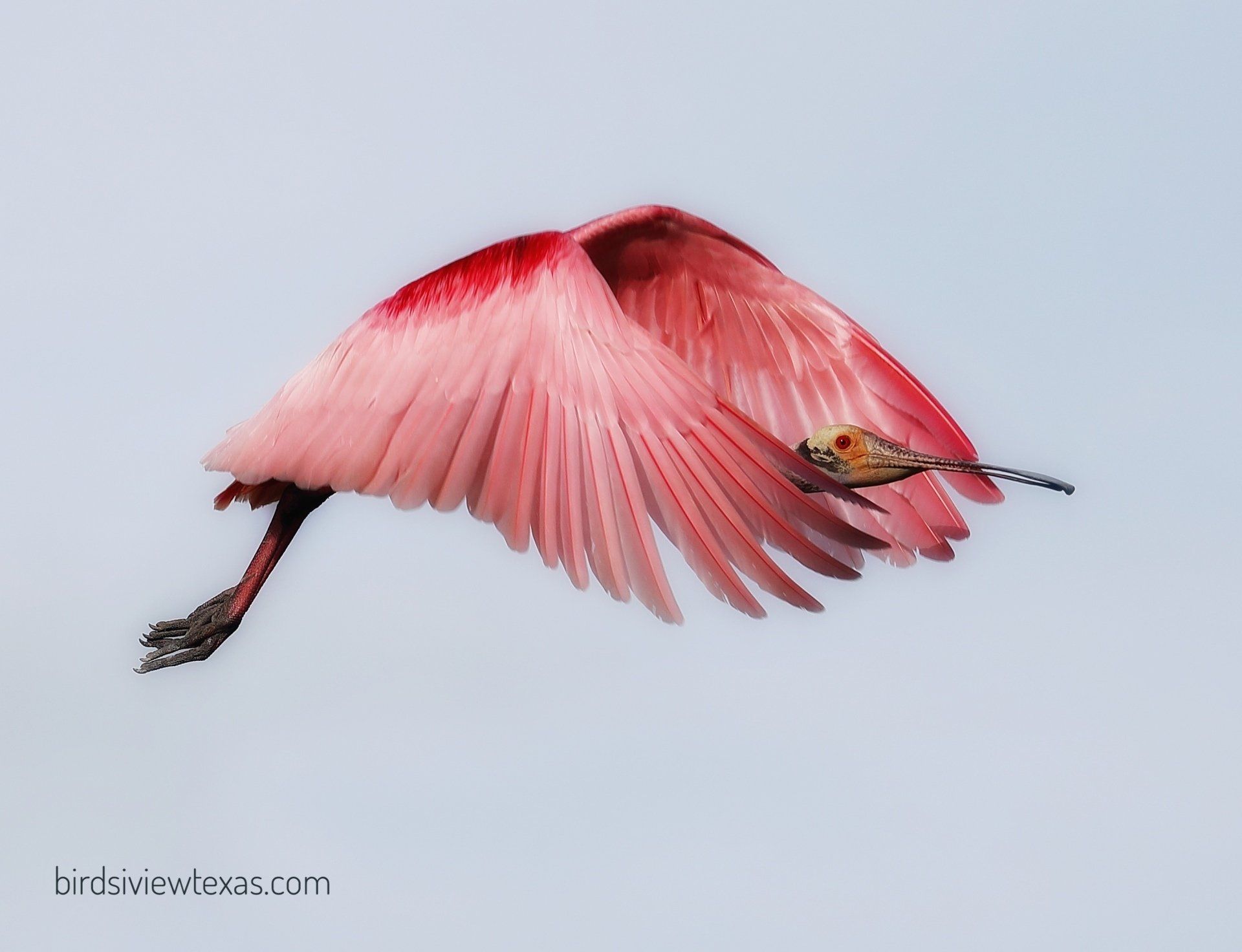 A pink bird is flying with a smaller bird in its beak