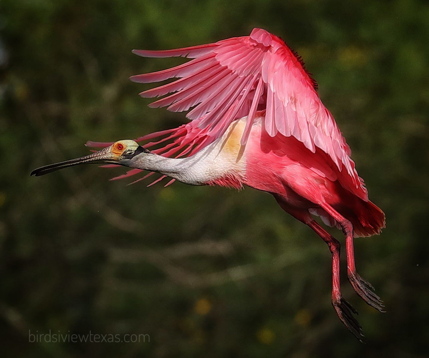 A pink and white bird with a long beak is flying in the air.