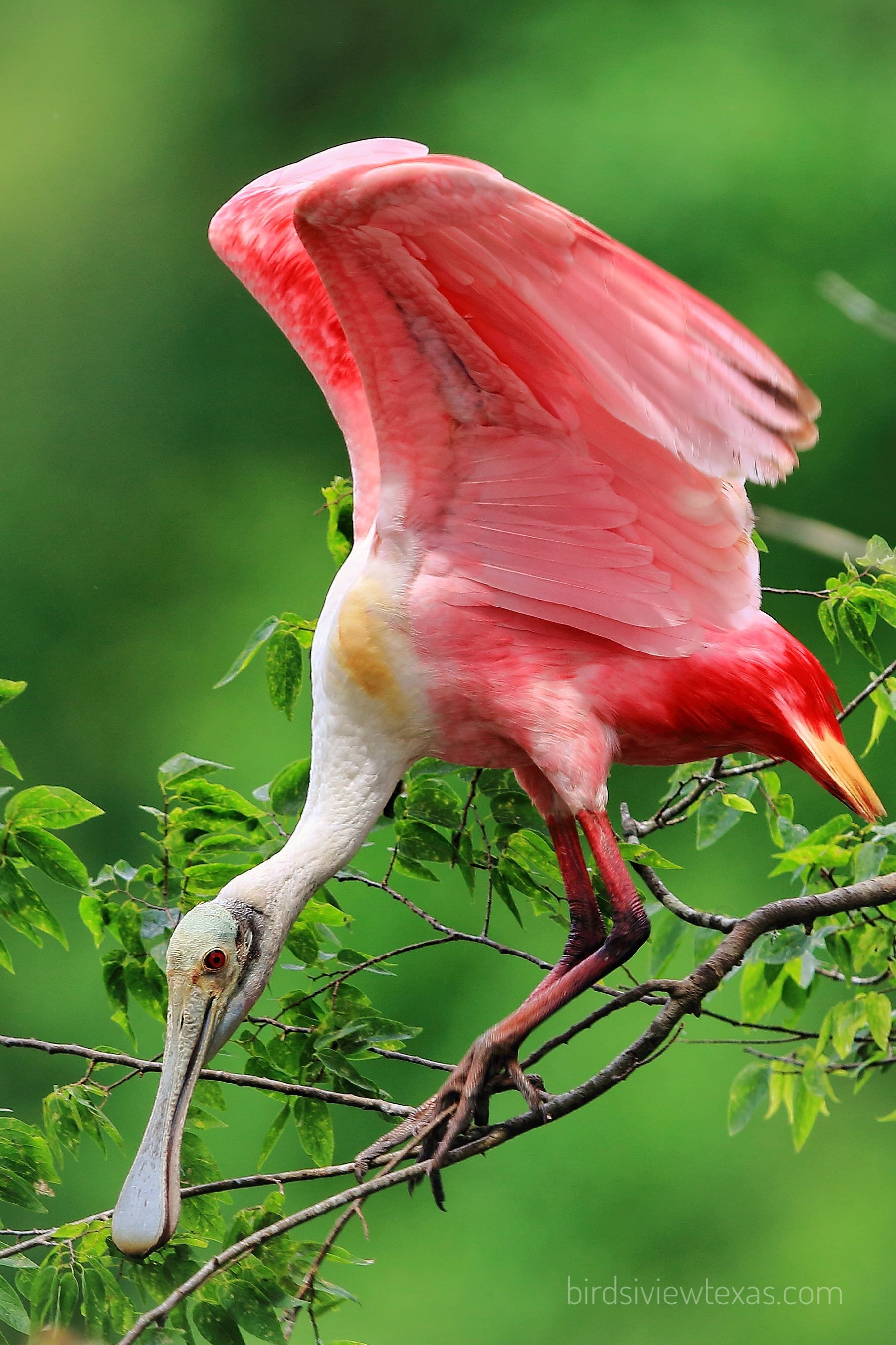 A pink and white bird with a long beak is perched on a tree branch.