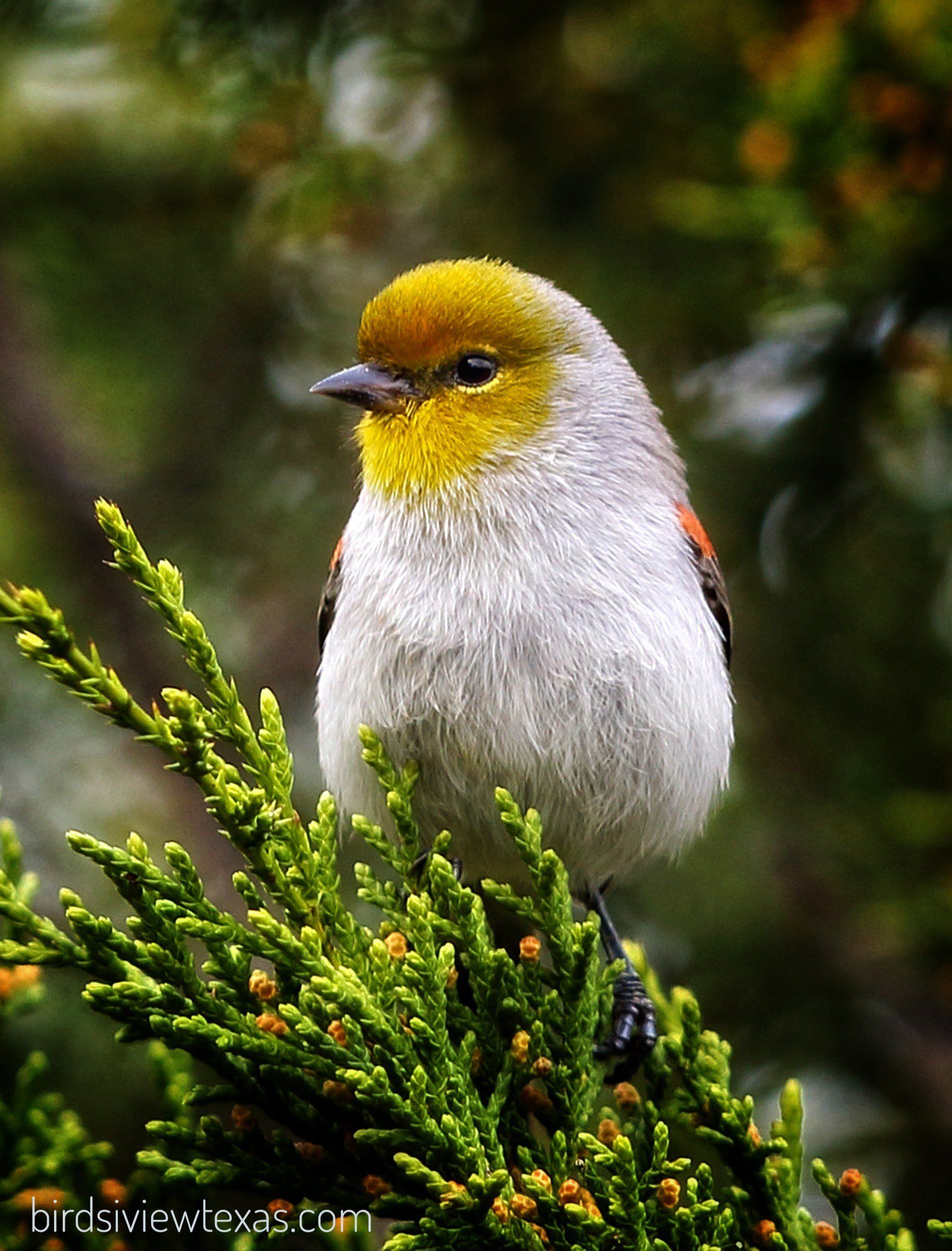 A small bird with a yellow head is perched on a tree branch