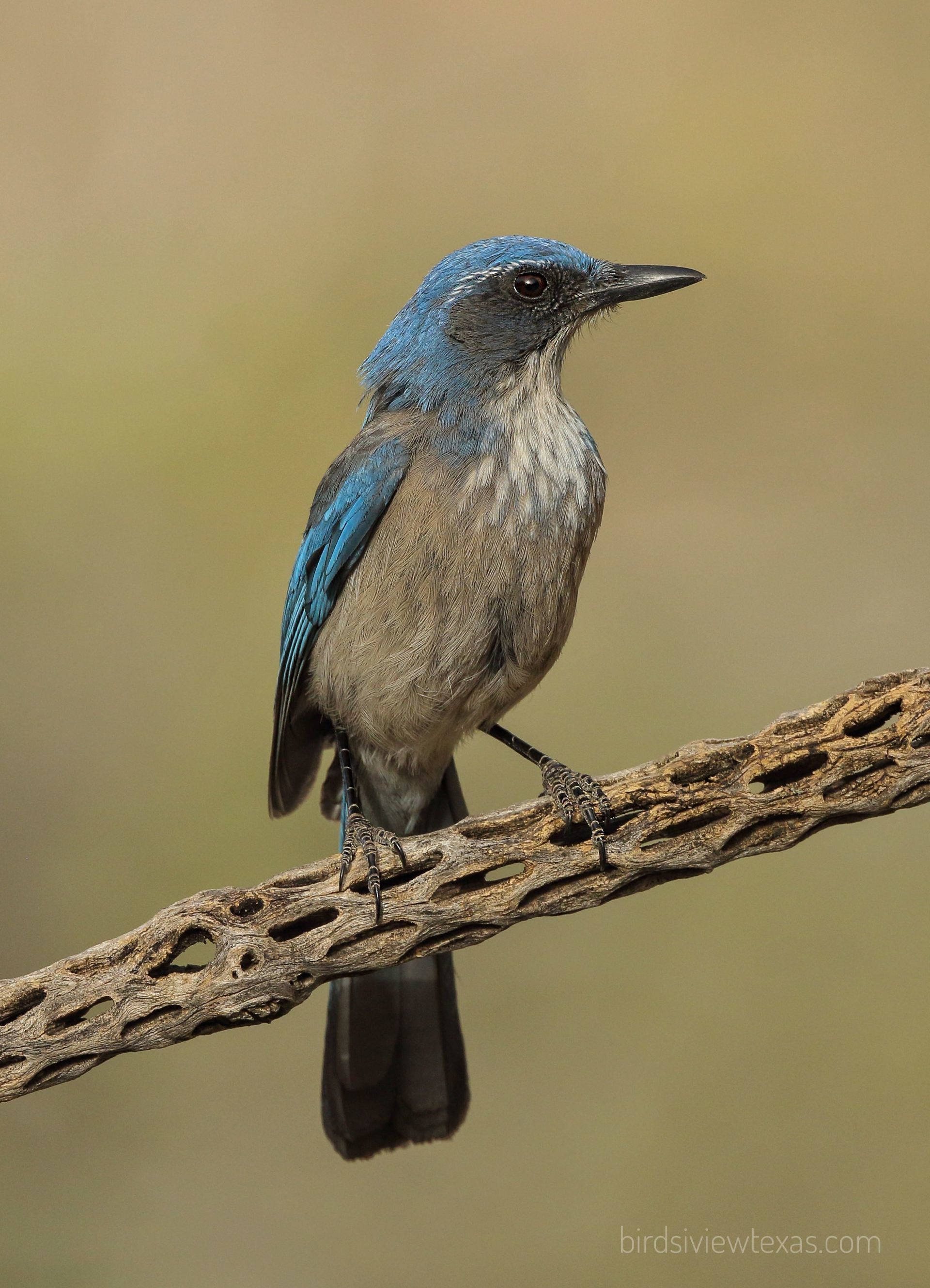 A small blue and gray bird perched on a branch.