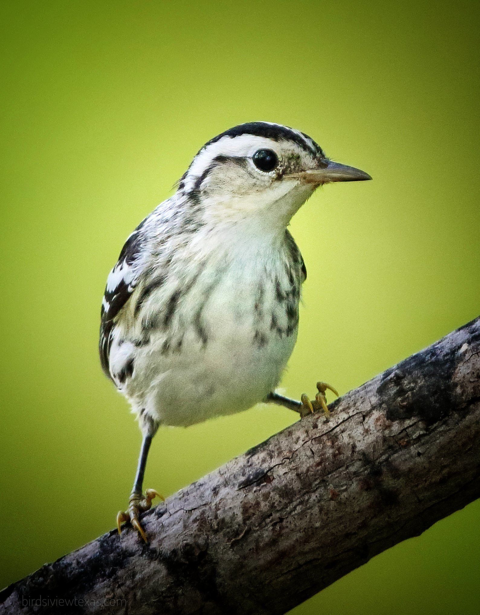A small bird perched on a branch with a green background