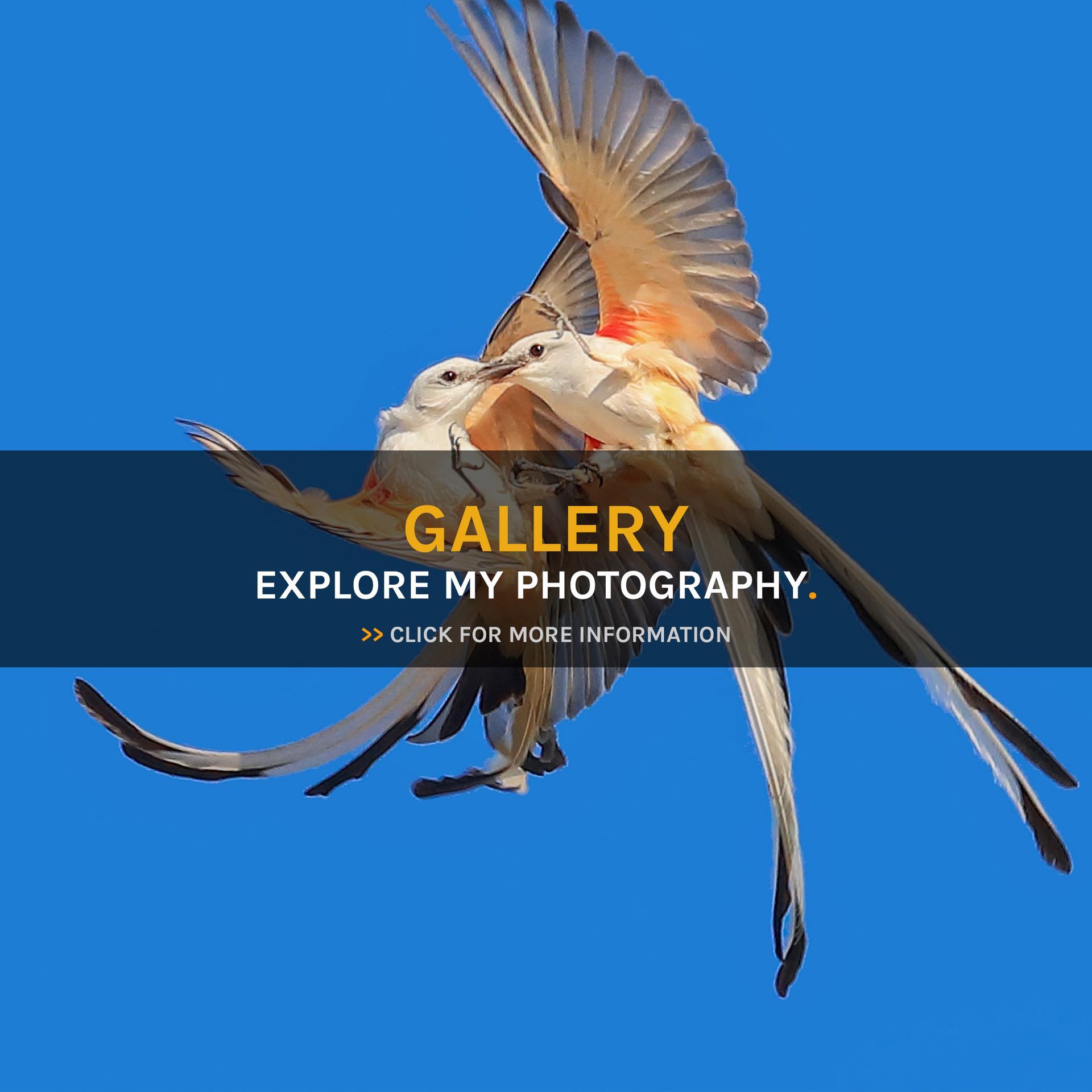 A black background with a bird and the words gallery explore my photography