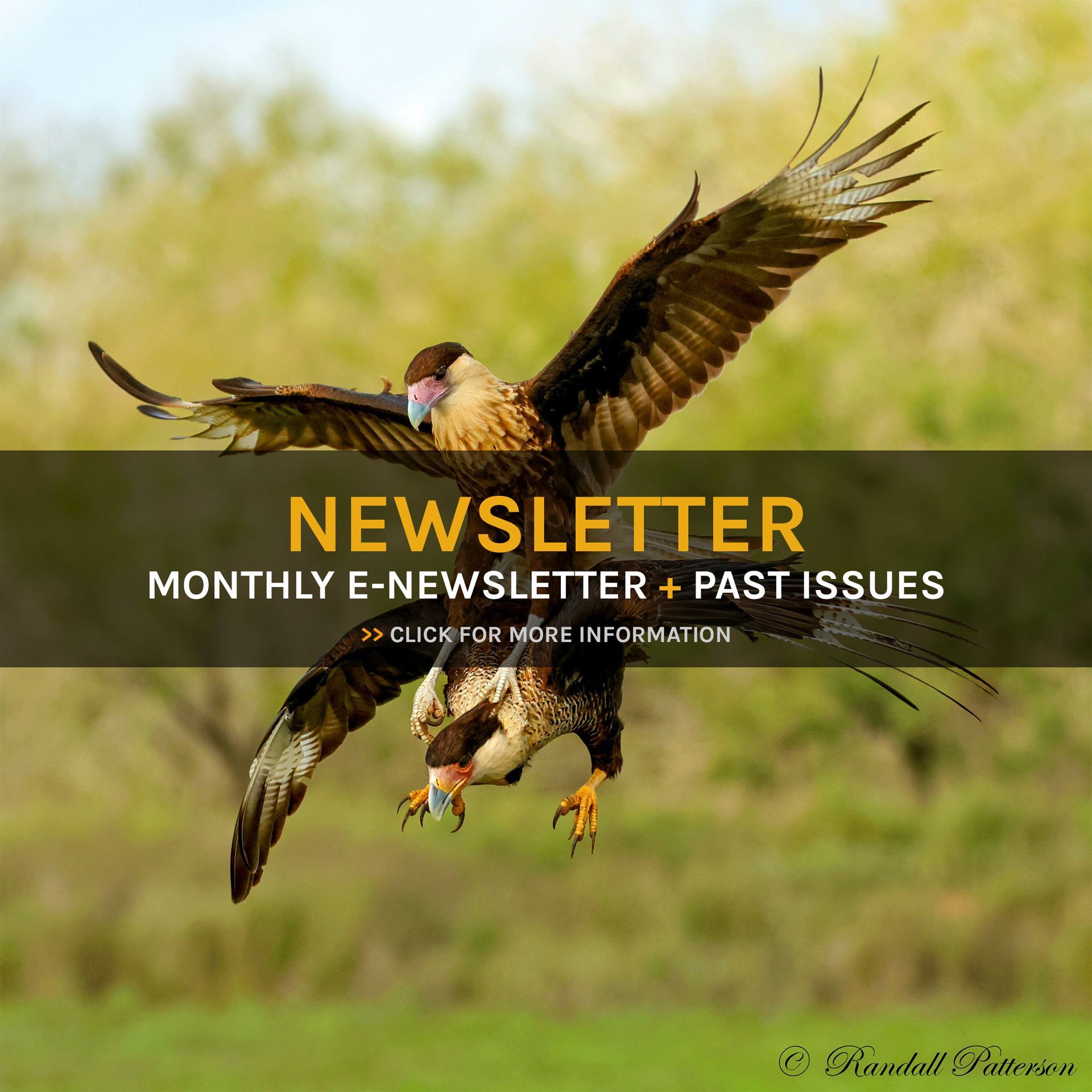 A bird is flying in the air with the words newsletter monthly e-newsletter past issues