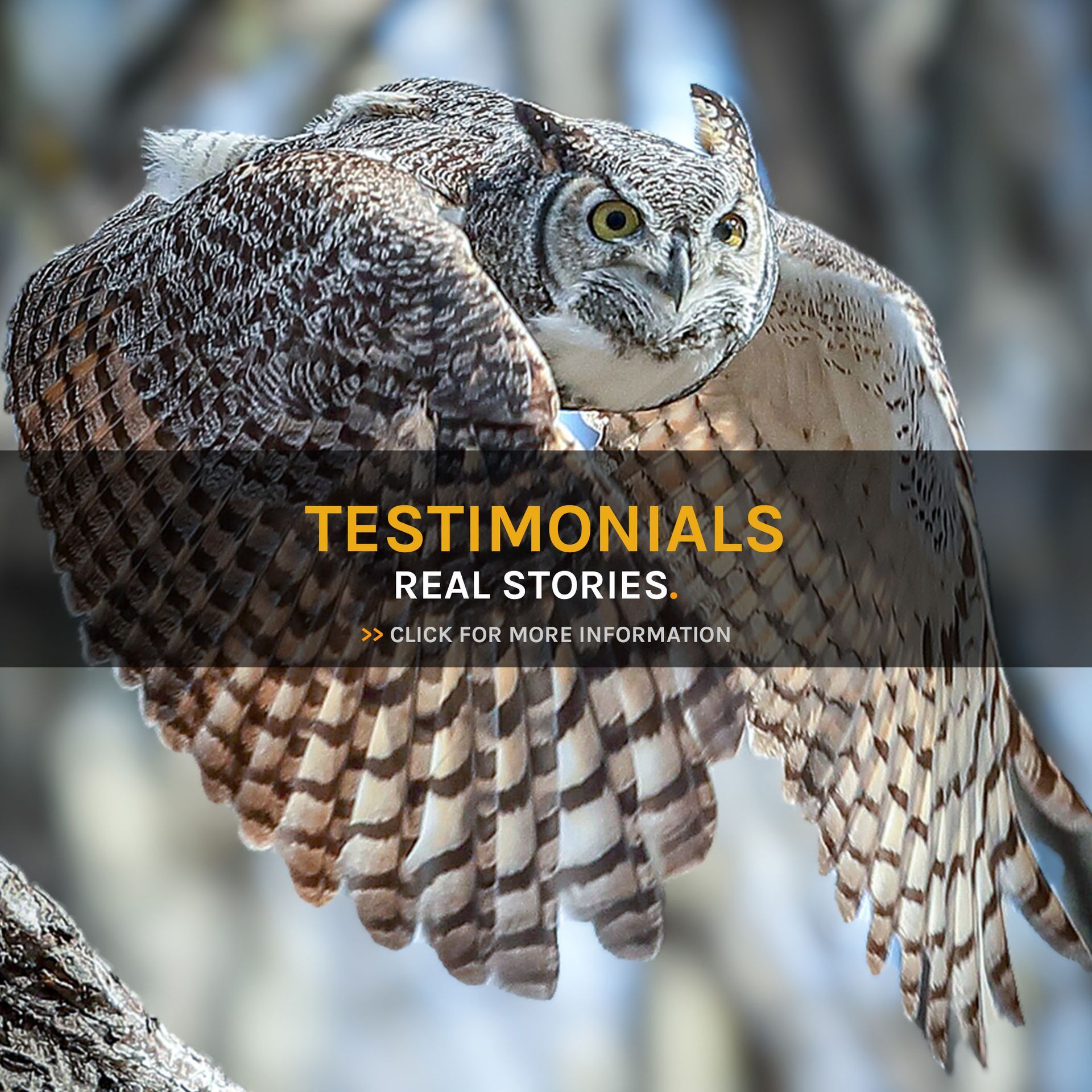 An owl is flying through the air with its wings spread.