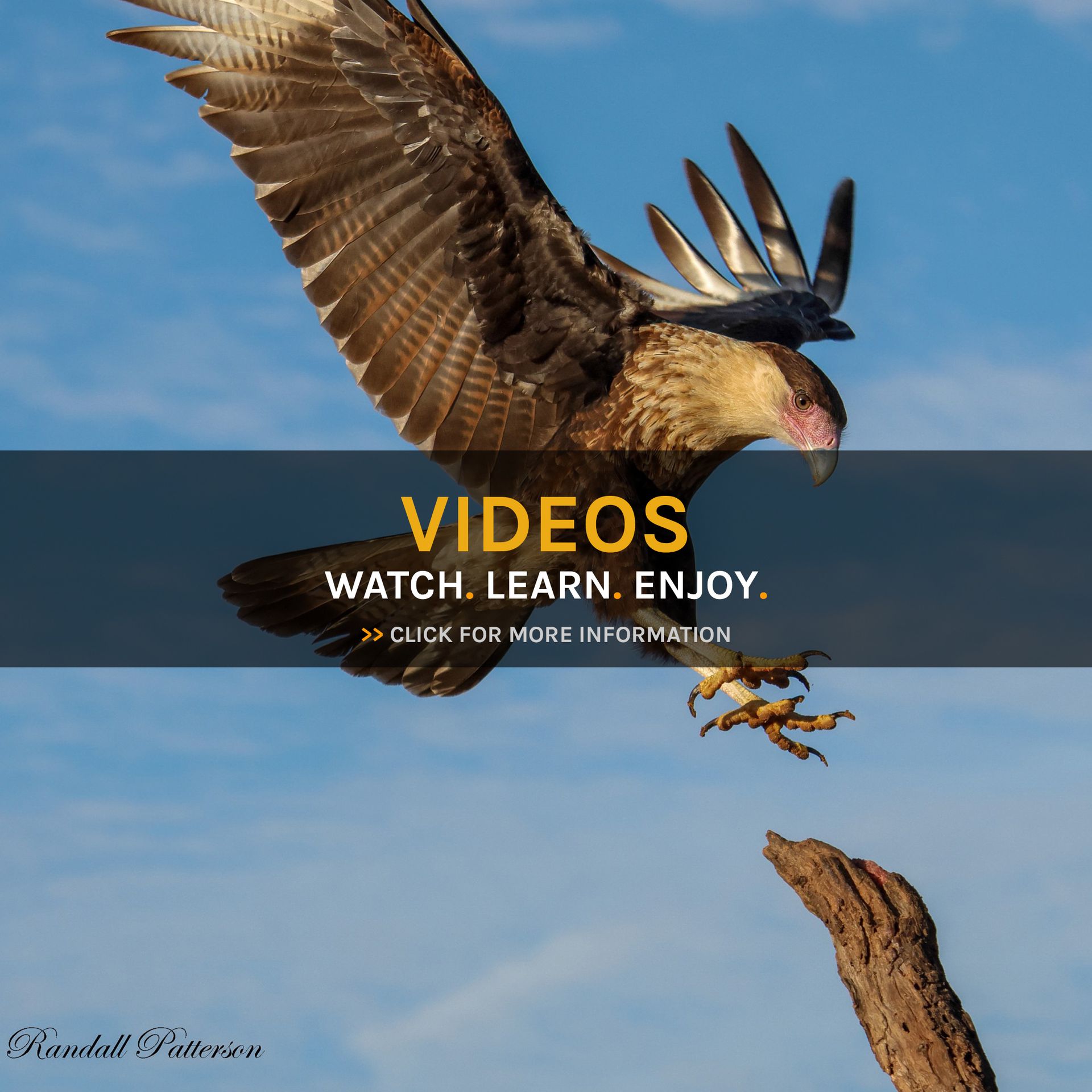 A bald eagle flying over a body of water with the words videos watch learn enjoy below it