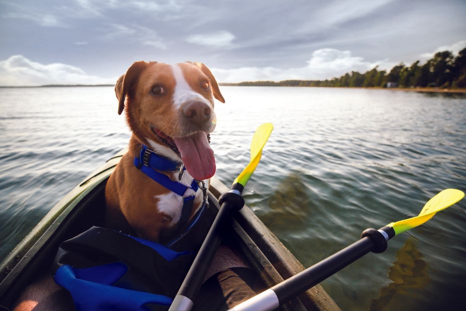 Dog in canoe