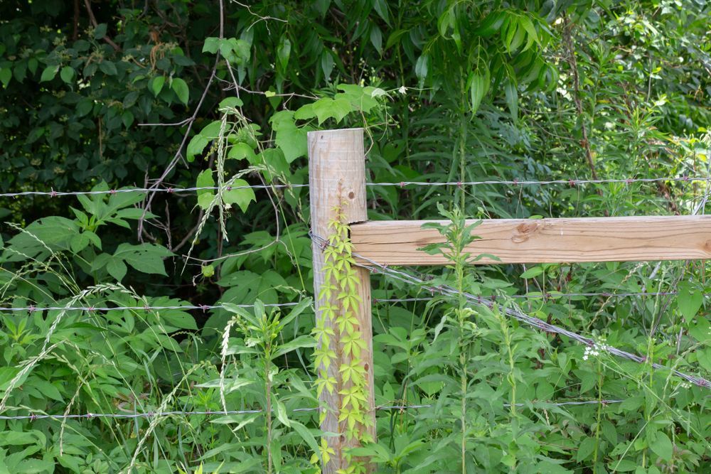 Wooden Fence Post With Barbed Wire in a Natural Setting — Keith Dellit Rural Fencing in Yandina Creek, QLD