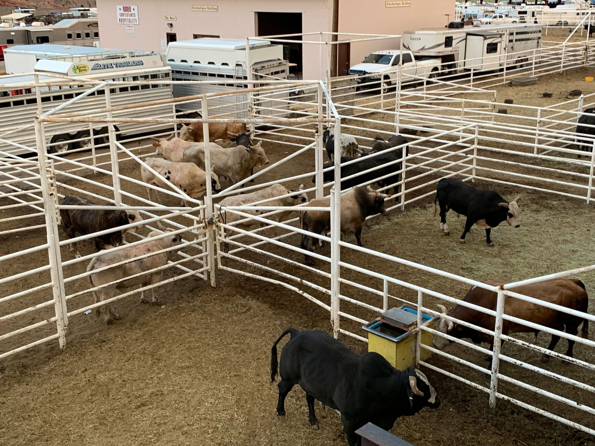 Bulls in metal pens, in a dusty outdoor arena. Some are black or brown, others tan or white.