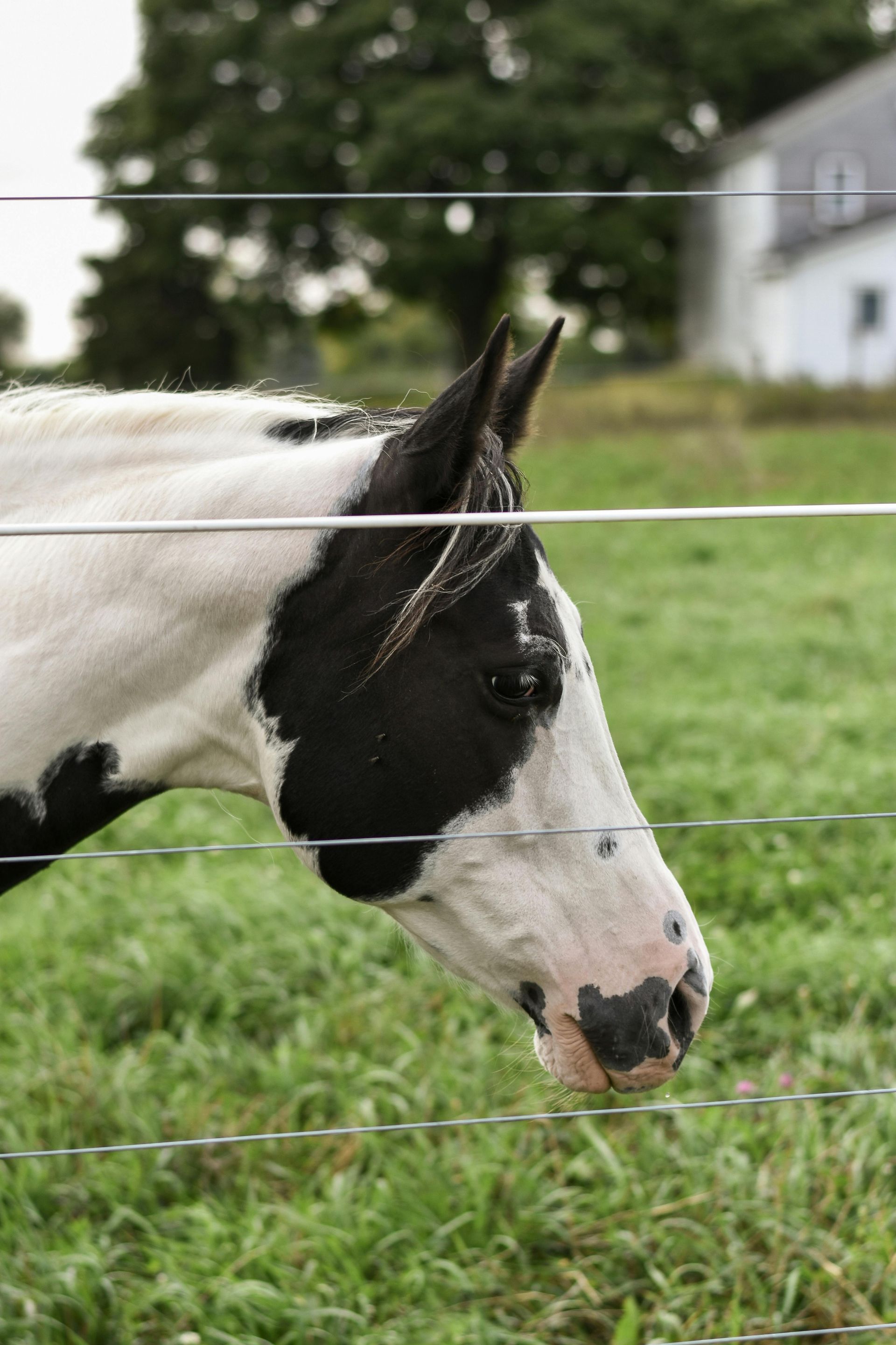 A piebald horse with black and white markings peers over a wire fence in a green field.