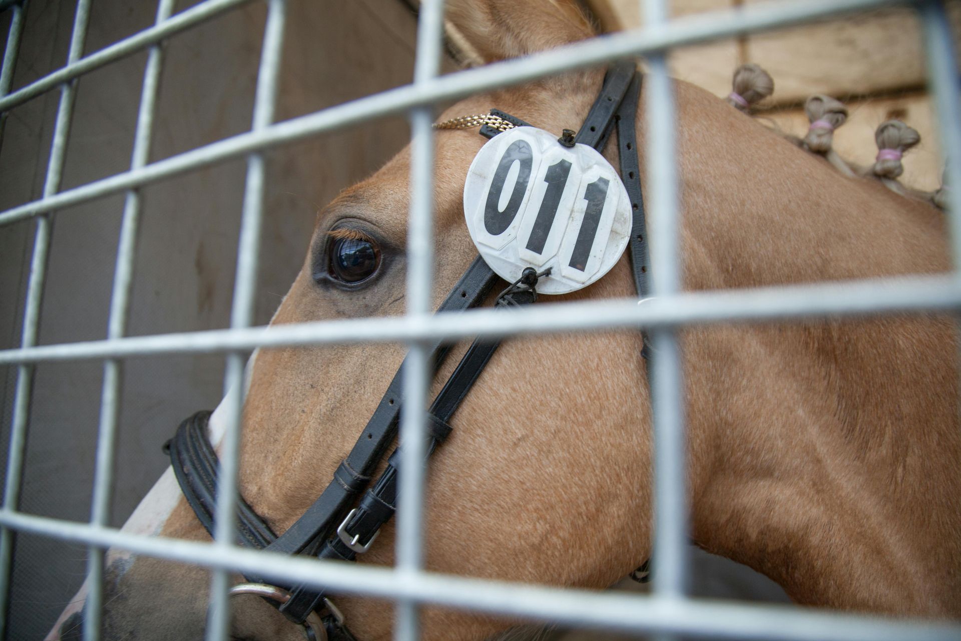 Tan horse with number 011 on its head, behind metal bars.