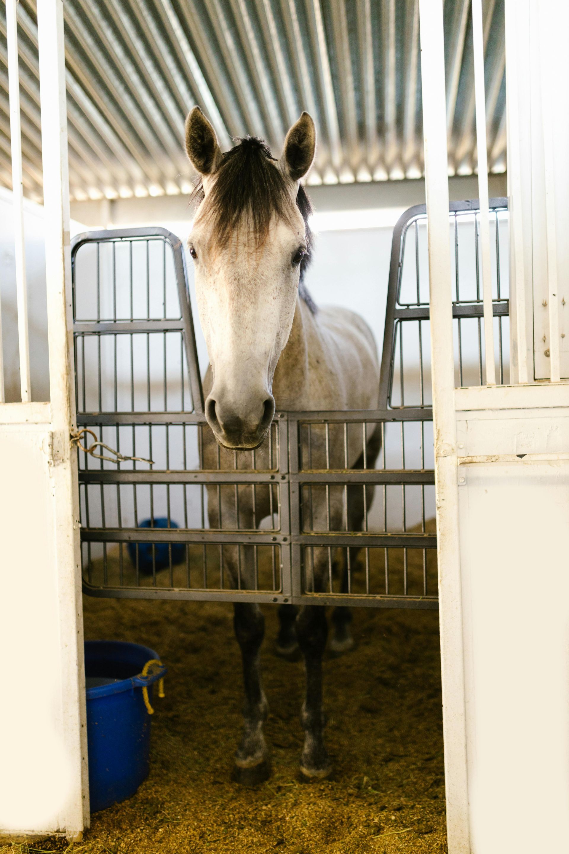 Horse in stable looking at the camera, framed by metal bars and white walls.