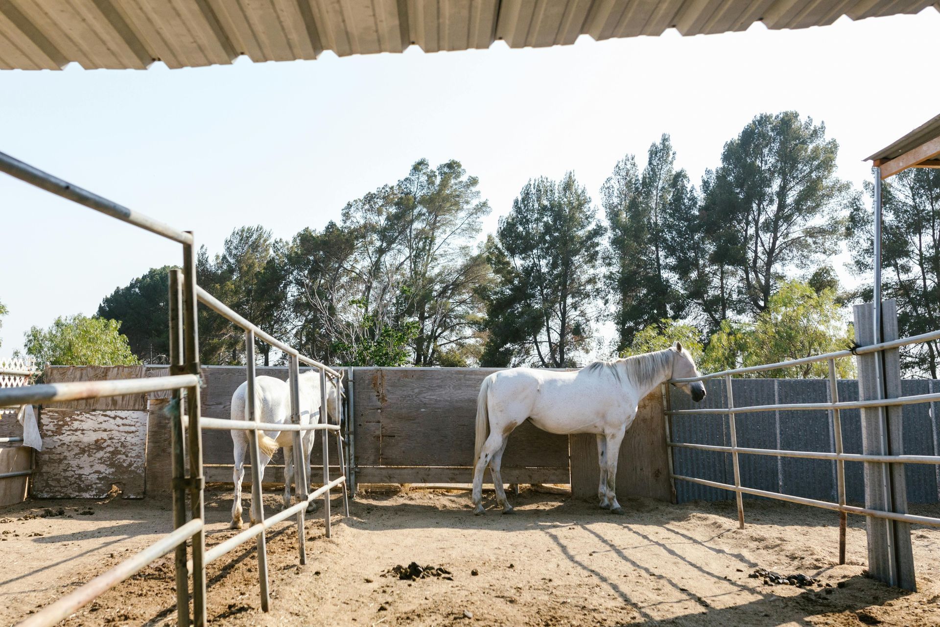 Two white horses in fenced enclosure with trees and sky in the background.