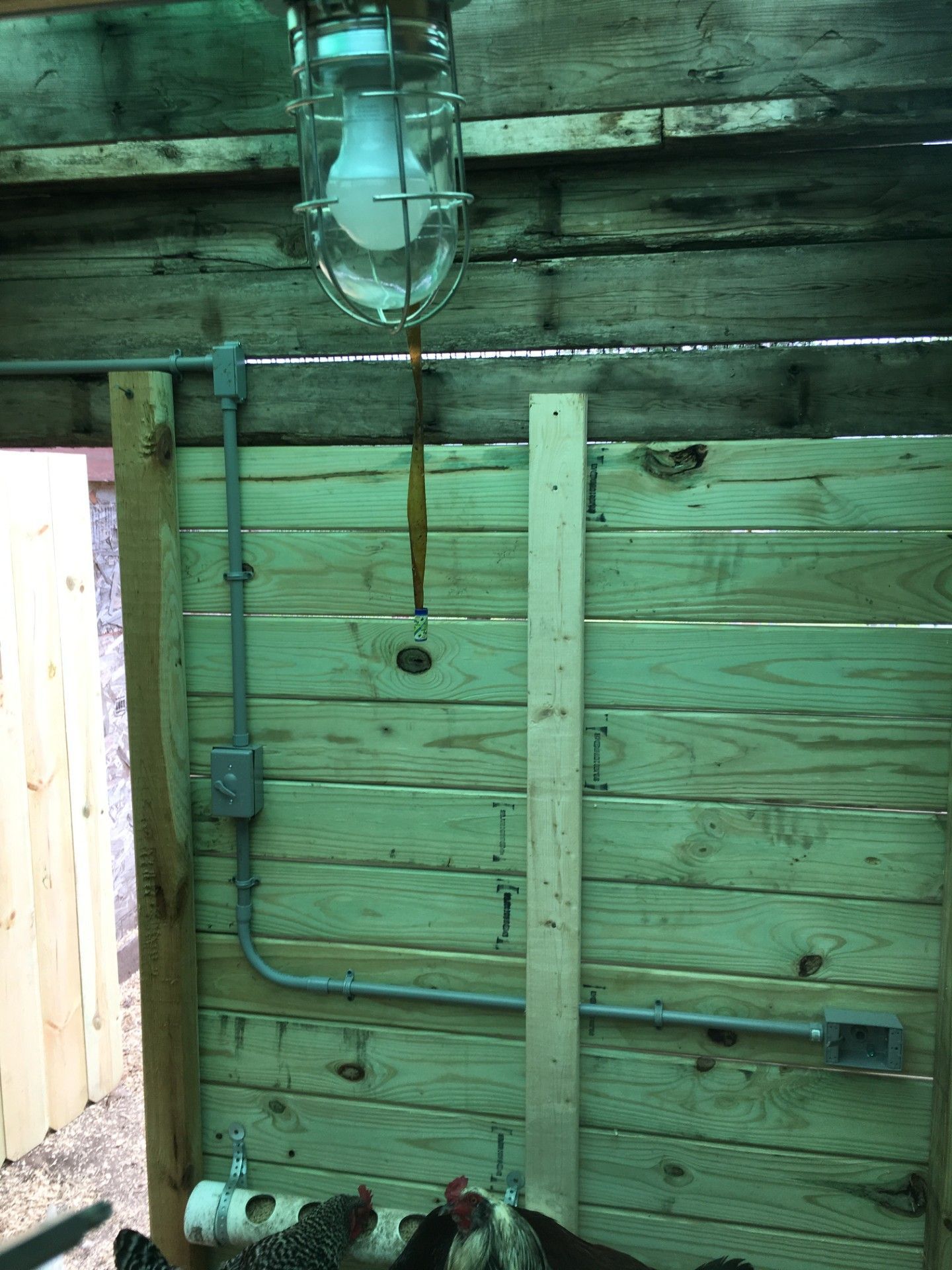 Inside a chicken coop: a caged light fixture, electrical conduit, and chickens near a wooden wall.