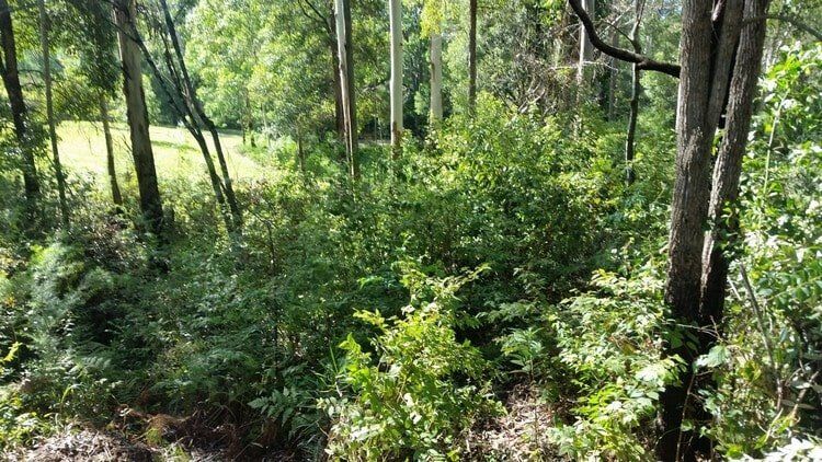 Trees — Earthmoving Services  in Eungai Creek, NSW