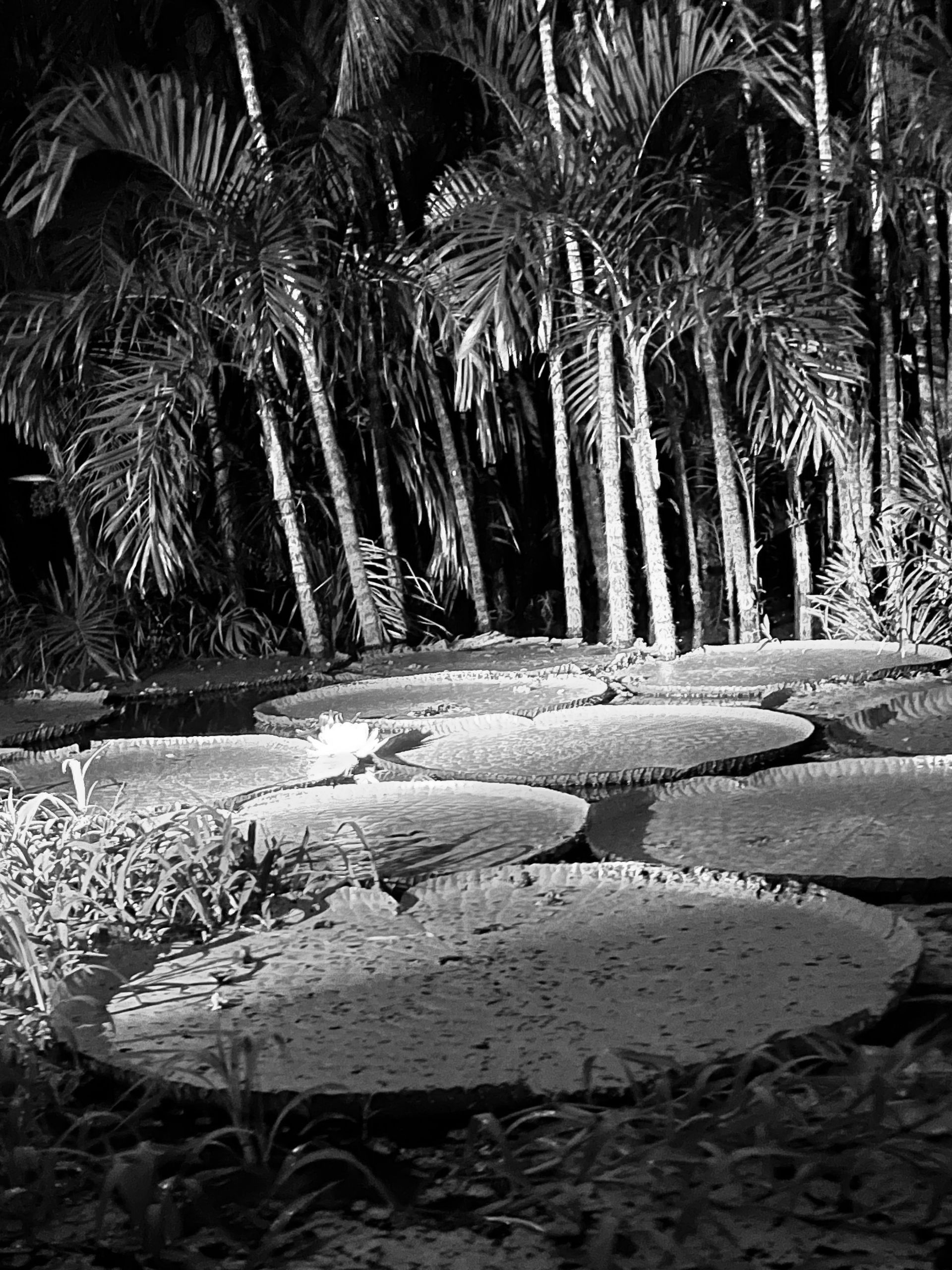 fabi tronolone, visitando amazonas