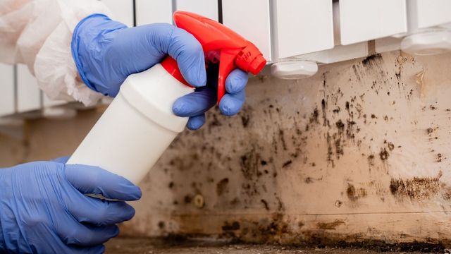 Mold Removal Tampa