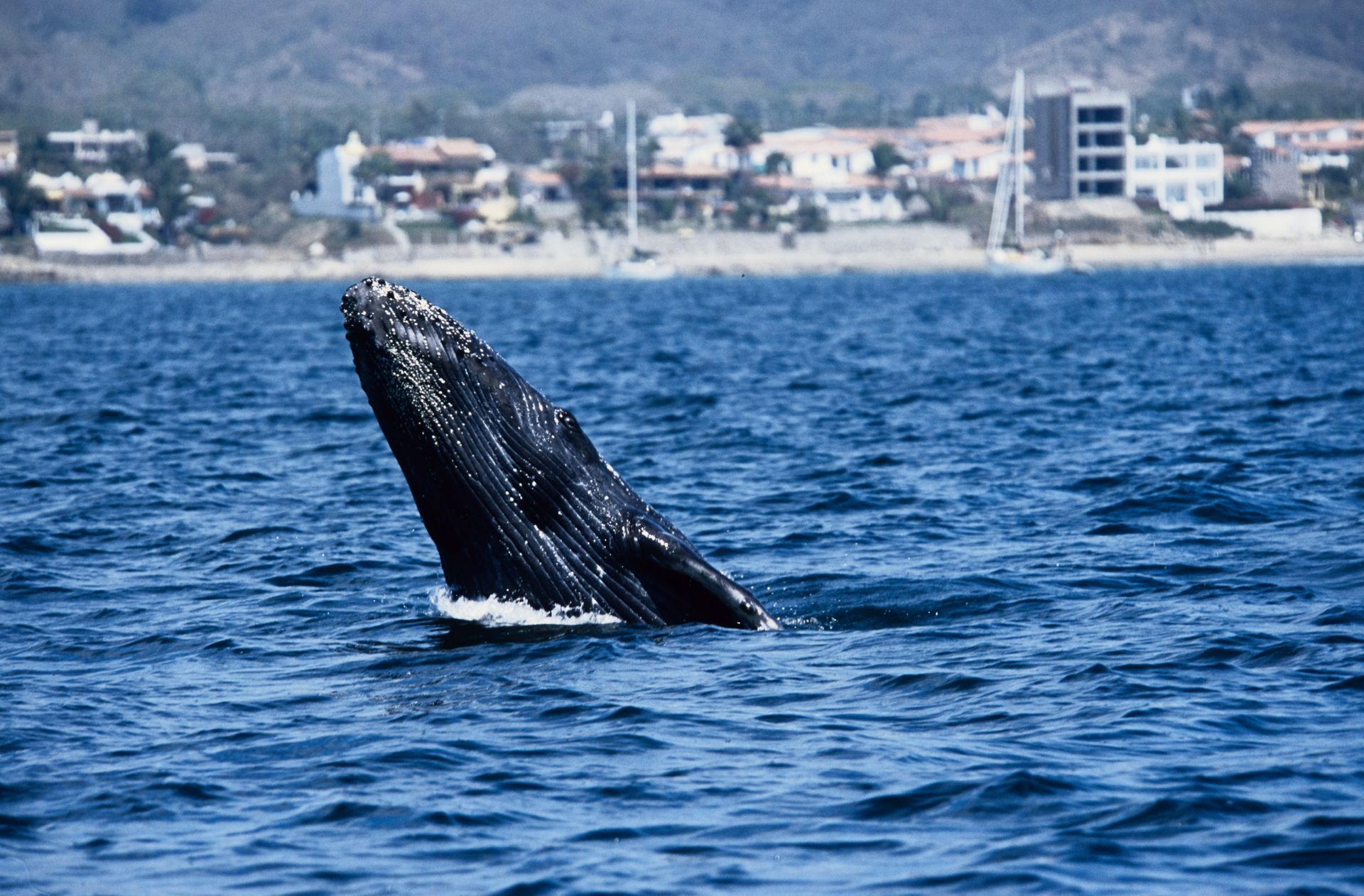a humpback whale is swimming in the ocean with Puerto Vallarta city in the background.