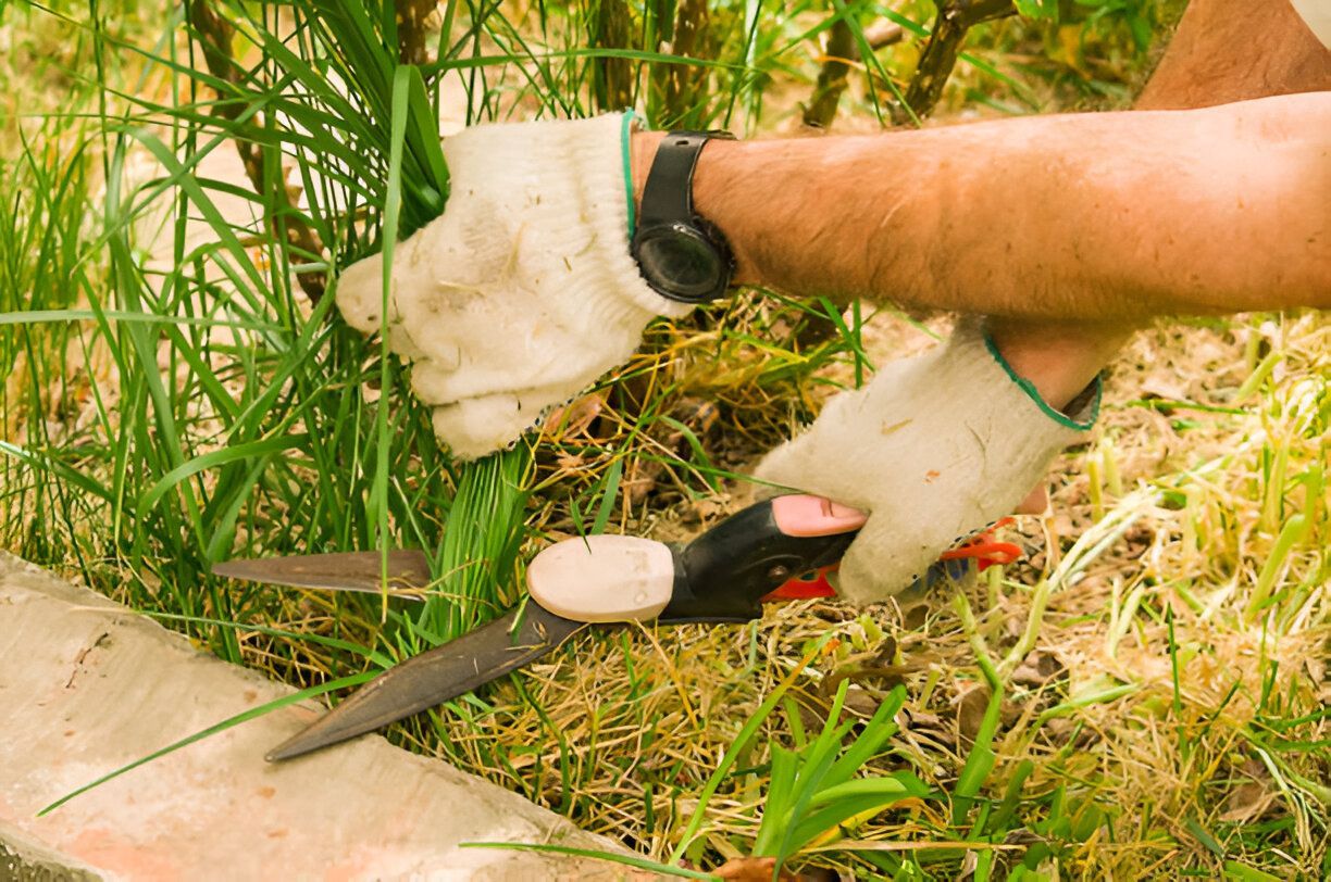 A person is cutting grass with a pair of scissors.