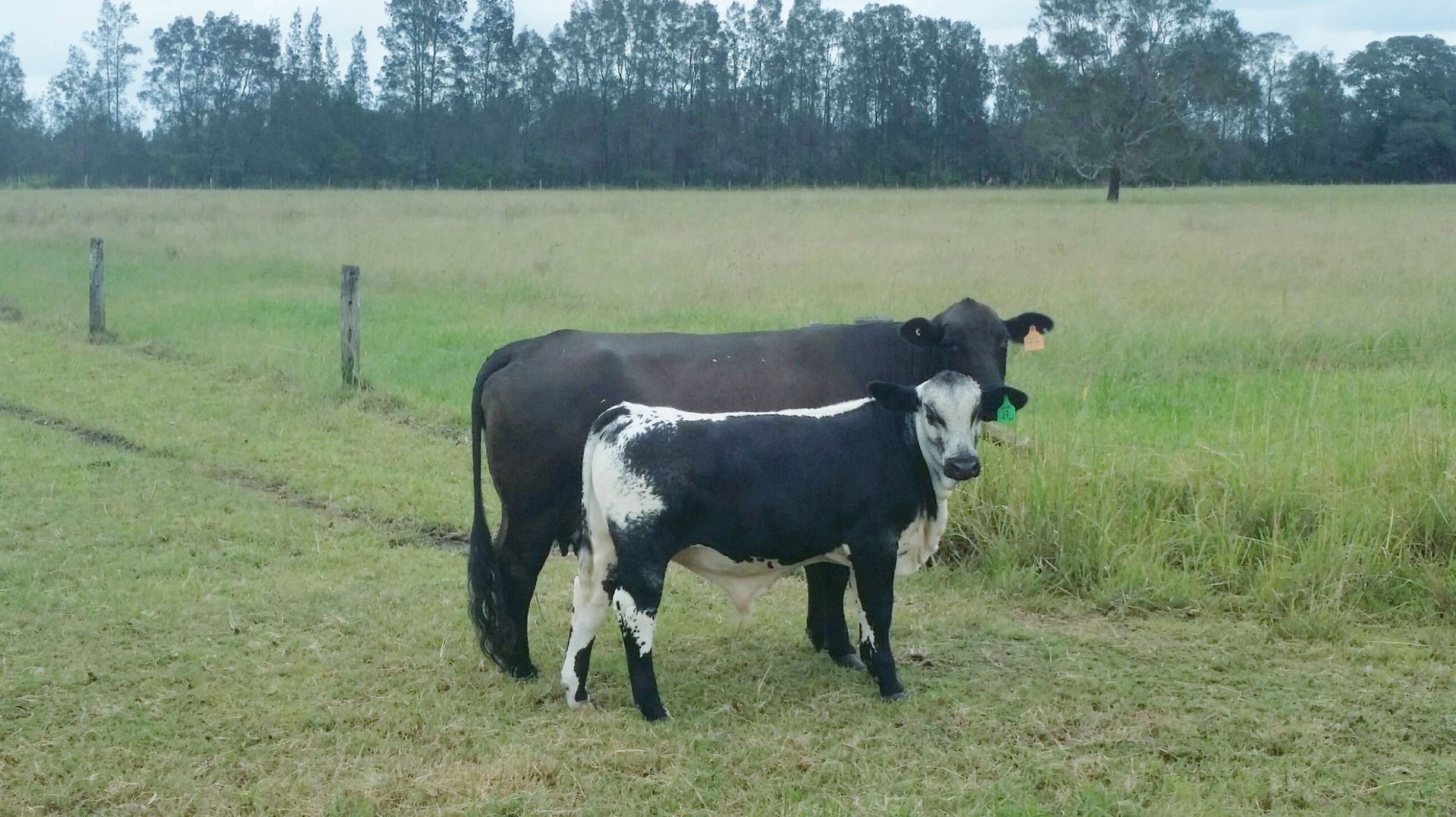 Cow and Calf in a Grassy Field — Prostoc In South Kempsey, NSW