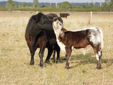 Cow Nuzzles Calf in a Grassy Field — Prostoc In Willawarrin, NSW