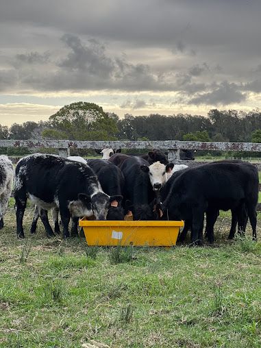 Cattle Feeding From a Yellow Trough in a Grassy Field — Prostoc In Port Macquarie, NSW