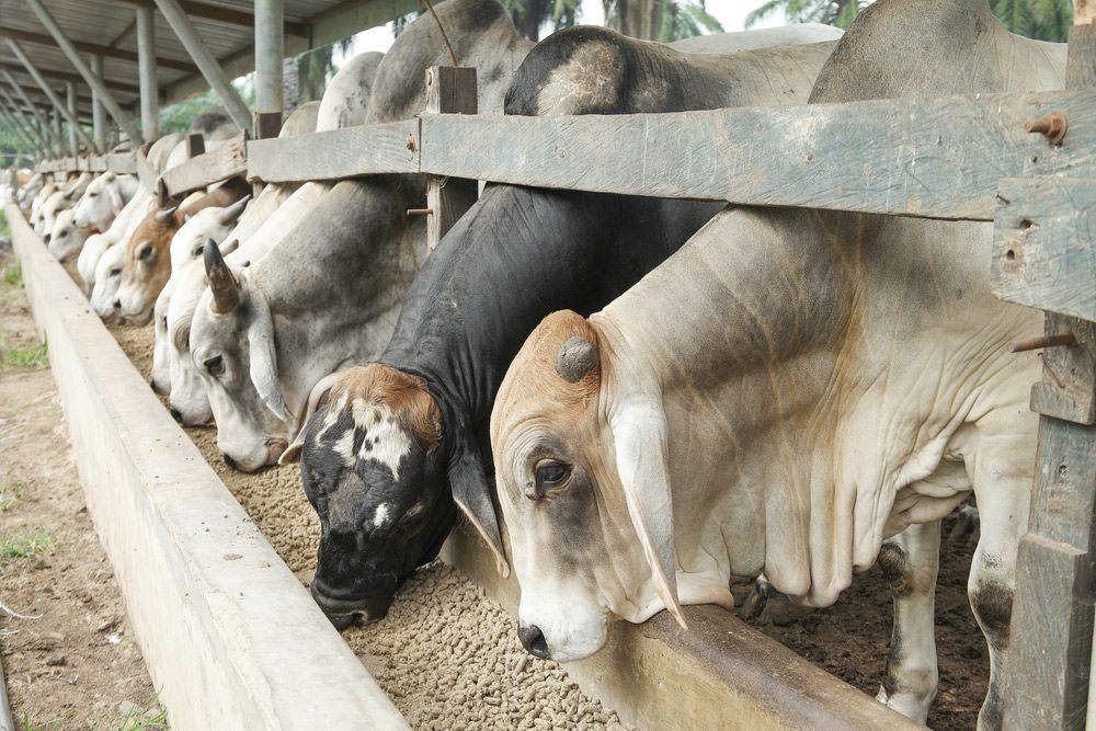 Multiple cattle of varying colors eat from a long wooden feed trough in a shaded, outdoor farm enclosure — Prostoc In South Kempsey, NSW