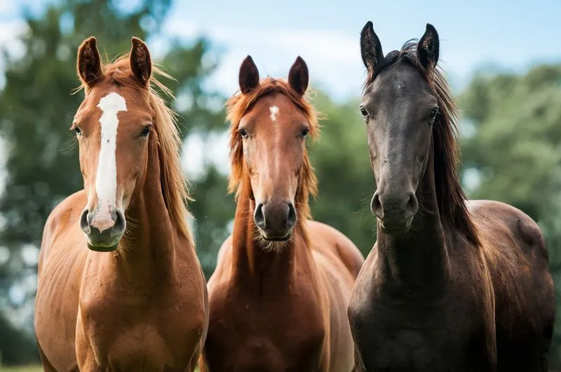 Three Horses of Varying Shades of Brown Stand Side by Side — Prostoc In South Kempsey, NSW