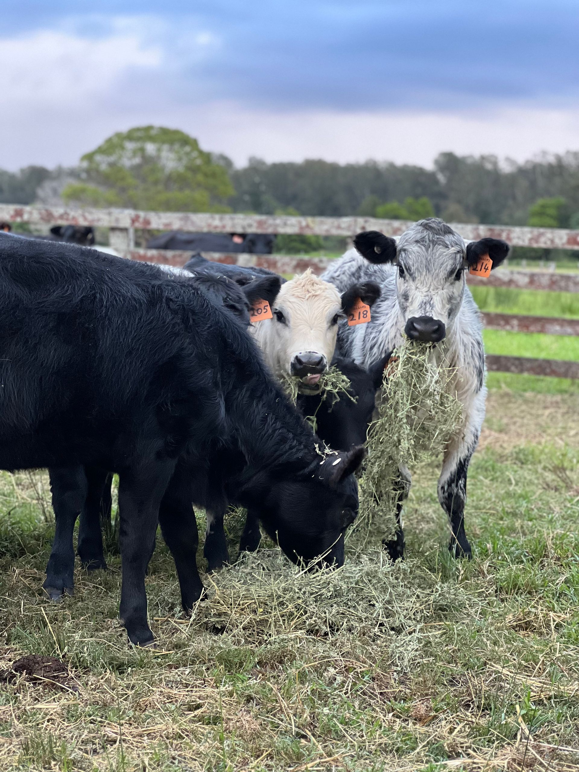 Cows Eating Grass in a Field — Prostoc In Kempsey, NSW