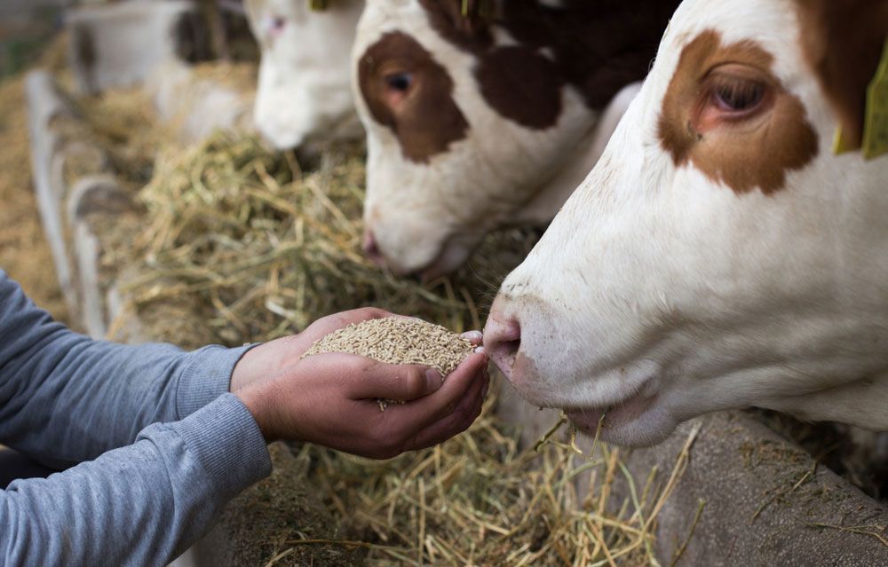 Person Feeding Grain to Cows From Their Hands — Prostoc In Willawarrin, NSW
