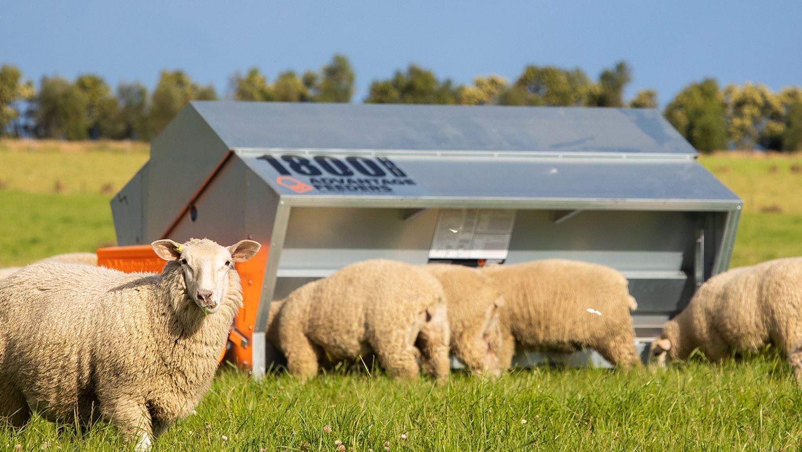 Sheep Feeding From a Metal Trough in a Green Field — Prostoc In Bellingen, NSW