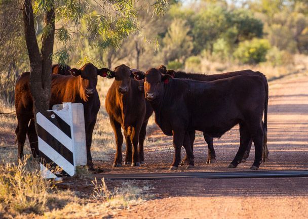 Several Dark Brown Cows Stand Near a Road — Prostoc In Macksville, NSW
