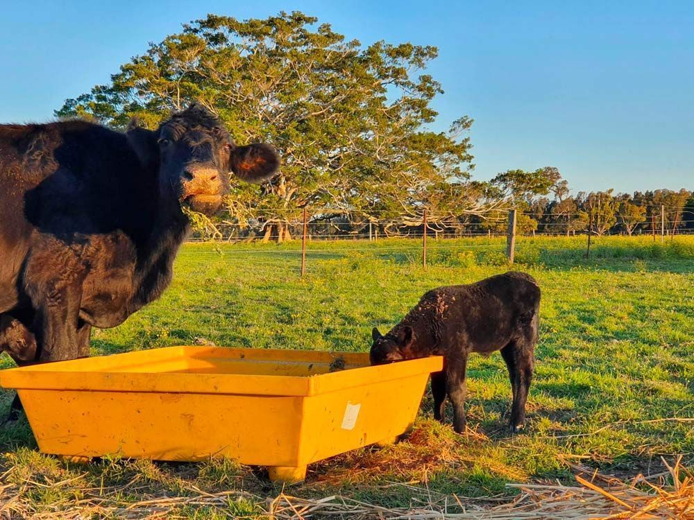Black Cow and Calf Drinking From a Yellow Trough in a Sunny Green Pasture — Prostoc In Gladstone, NSW