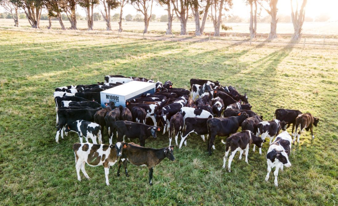 Cattle Gather Around a White Feeding Station in a Green Field  — Prostoc In Bellbrook, NSW