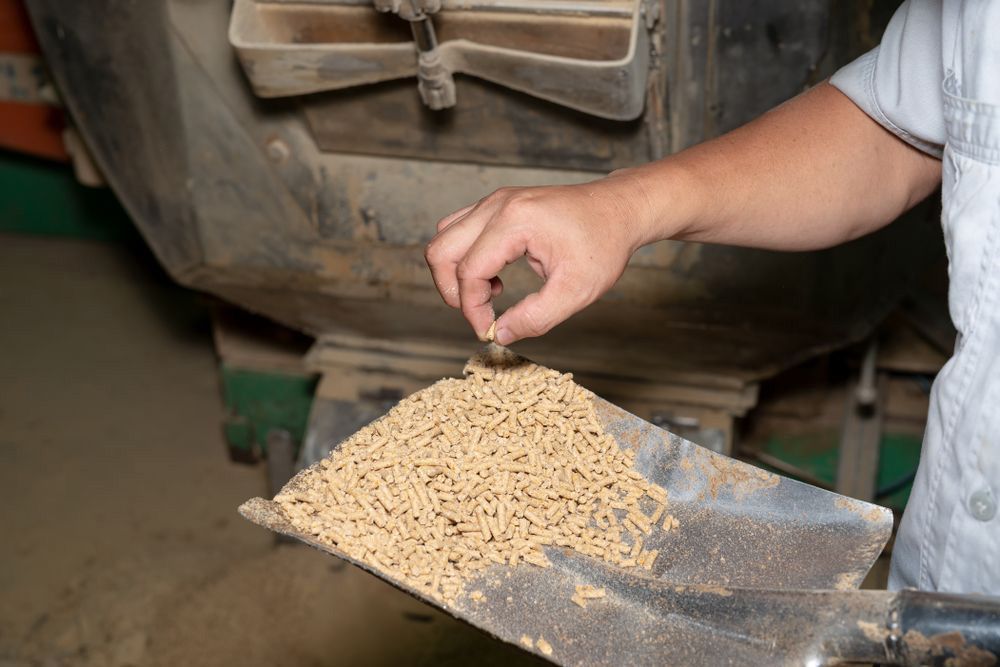Person Inspecting Animal Feed Pellets on a Metal Scoop — Prostoc In Gladstone, NSW