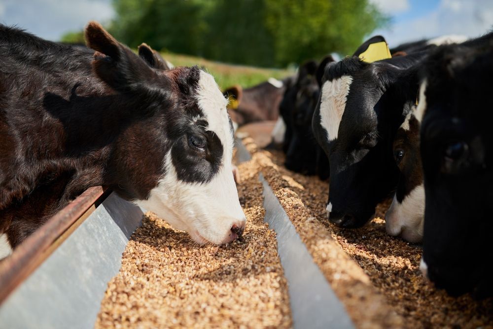 Cows With Black and White Markings Eat From a Long Metal Trough — Prostoc In South Kempsey, NSW