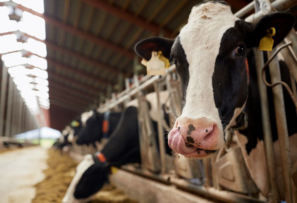 Cow With Black and White Markings Licking Its Nose — Prostoc In Bellingen, NSW