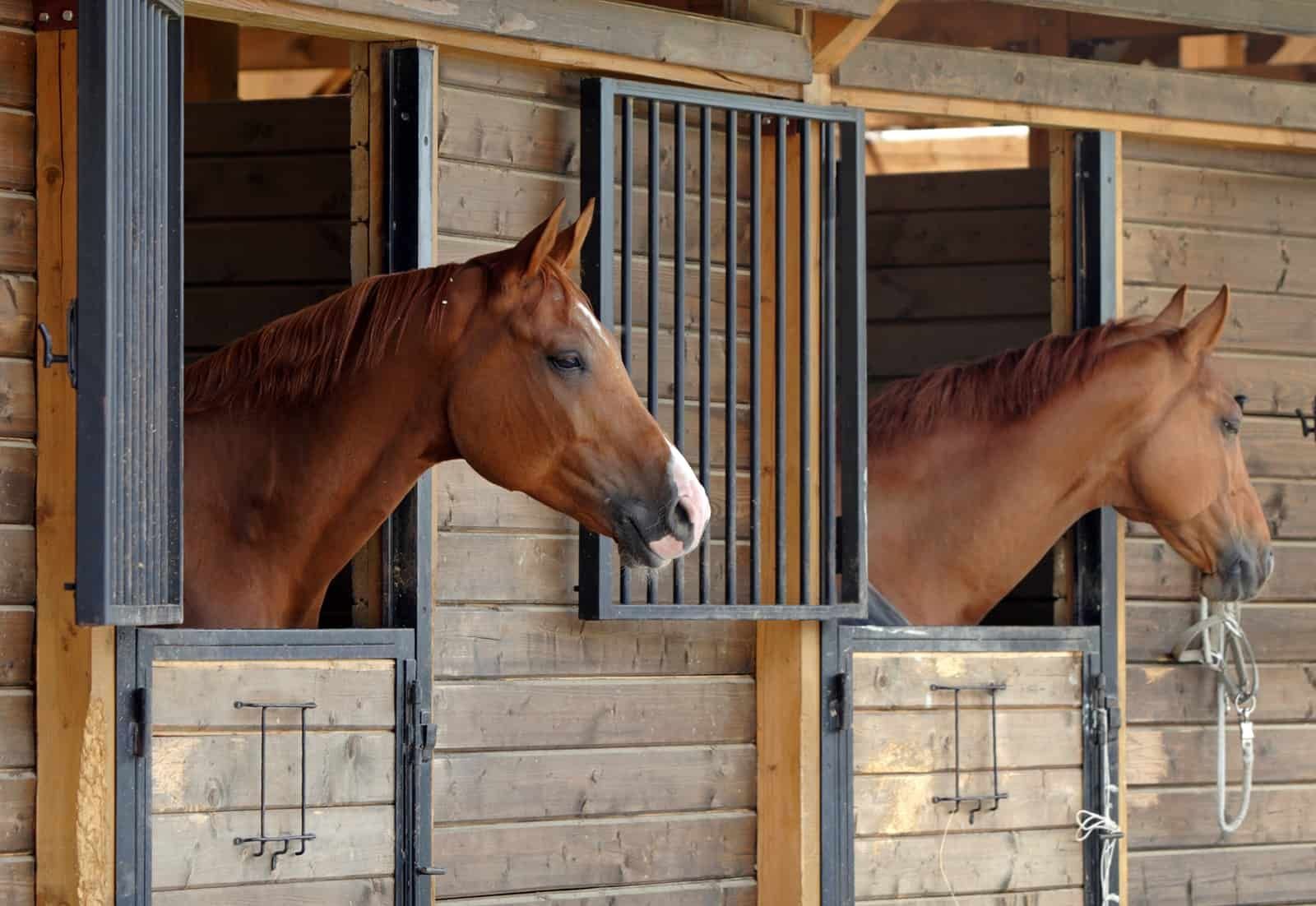 Two Brown Horses Look Out From Stalls in a Wooden Stable — Prostoc In Bellbrook, NSW