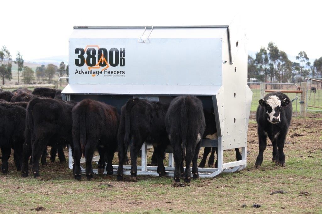 Black Cattle Feeding From a Large Silver Feeder in a Pasture — Prostoc In South Kempsey, NSW