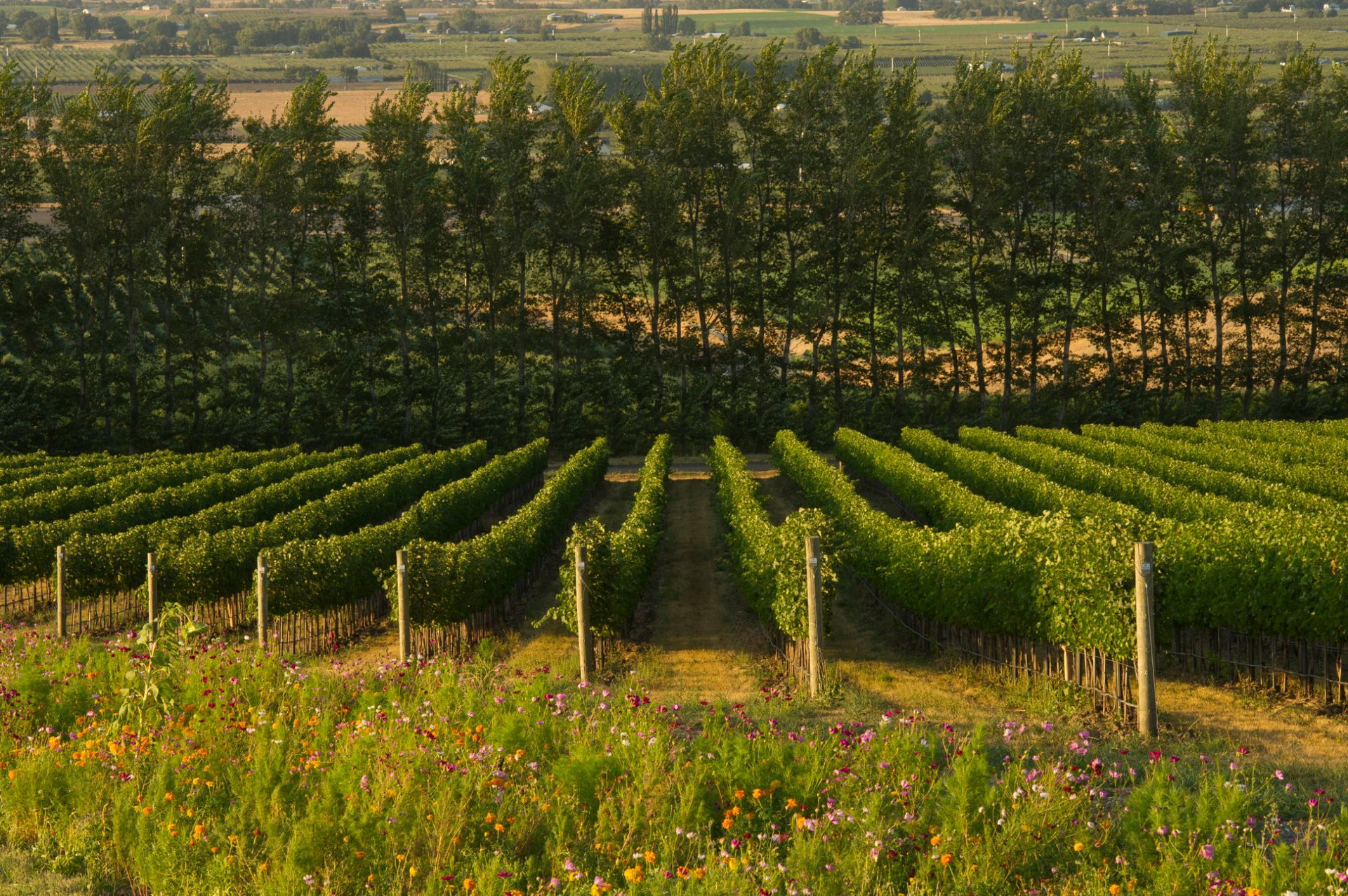 Rows of green crops in a vineyard, with trees and a sunlit field in the background.
