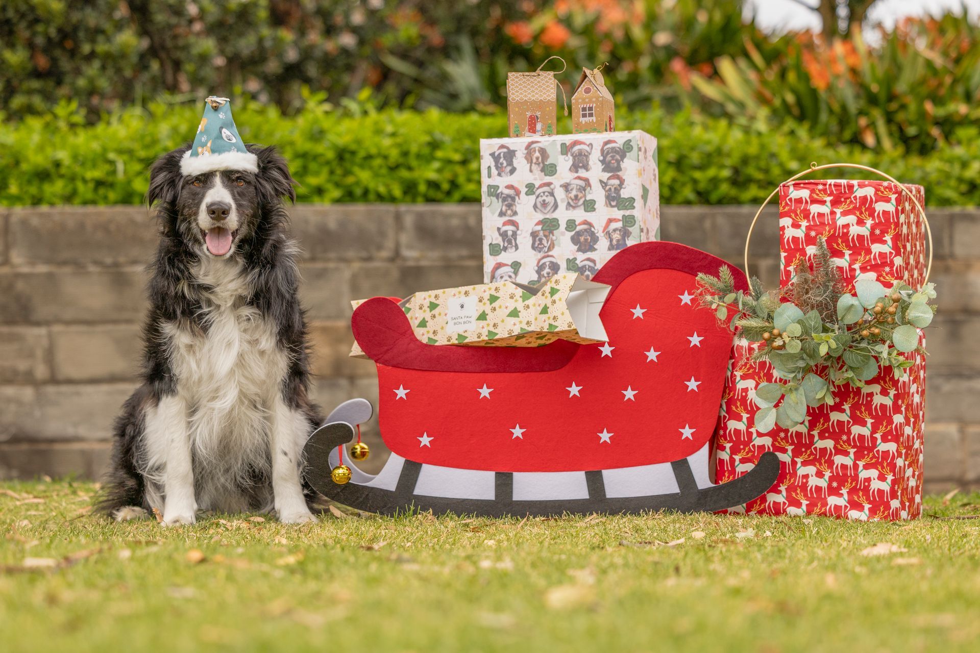 carter dog in christmas hat
