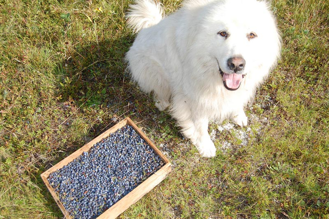 Can a sales dog have blueberries