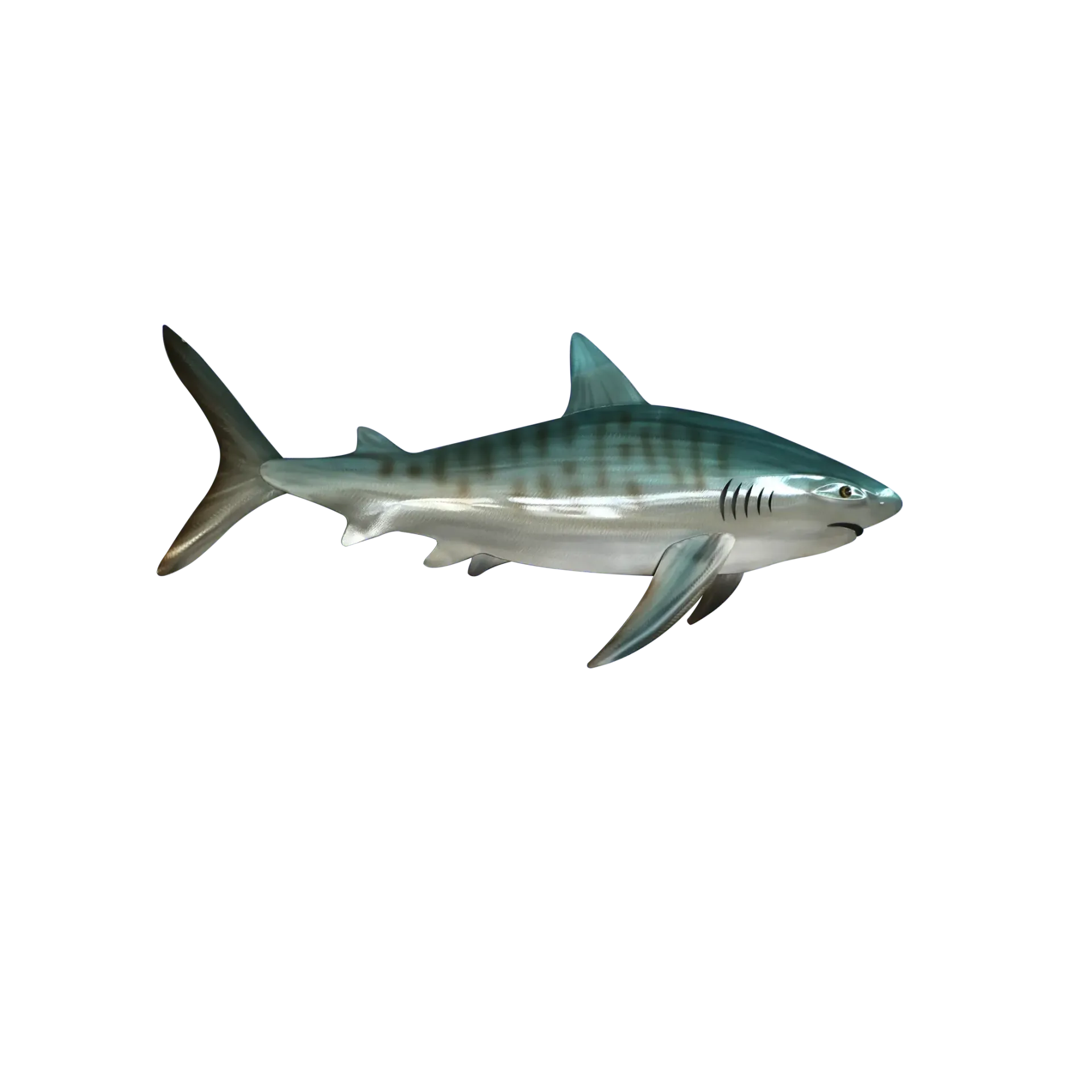 Tiger Shark
