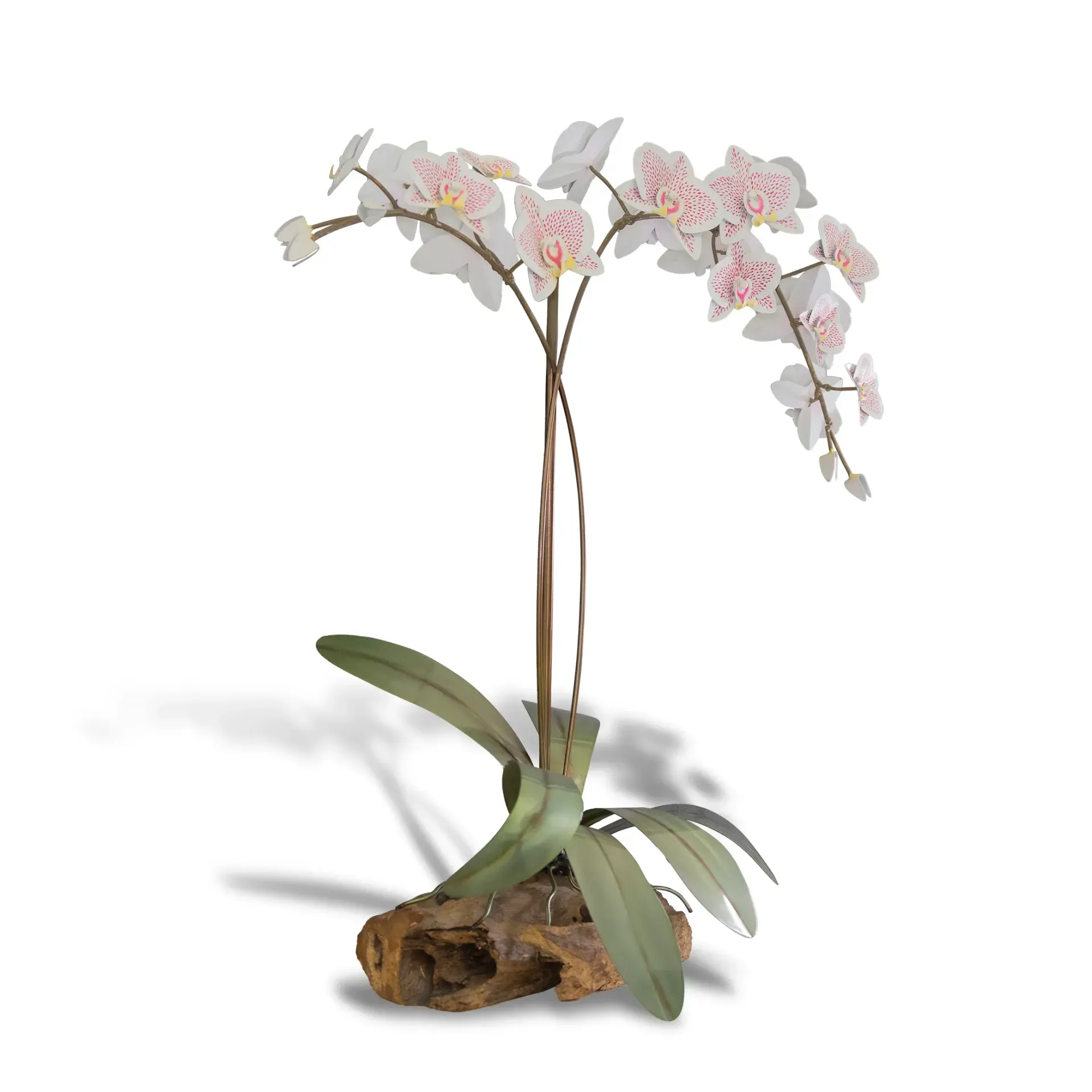 Phalaenopis Orchid Tabletop Gamal Wood Base