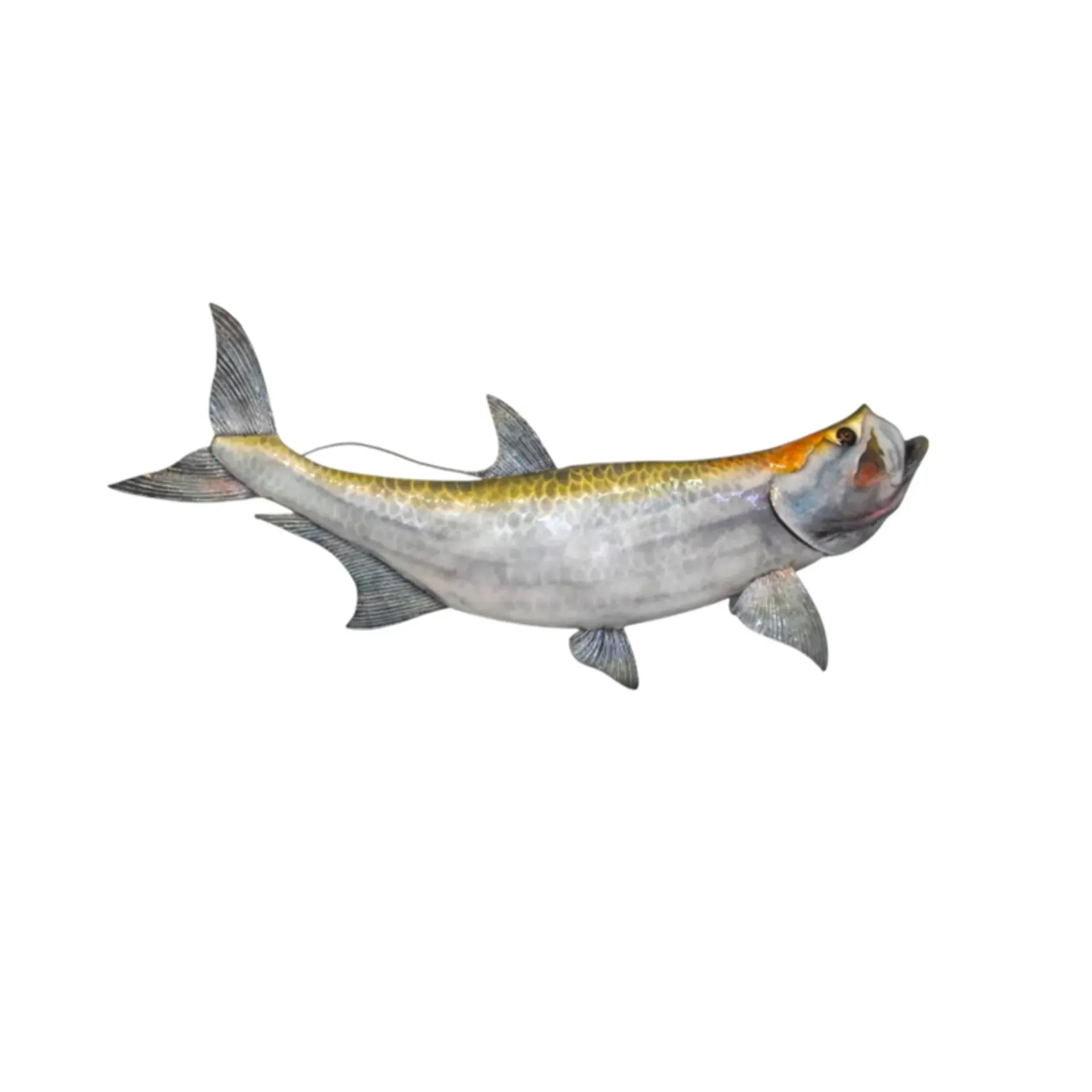 Capiz Tarpon Metal WD